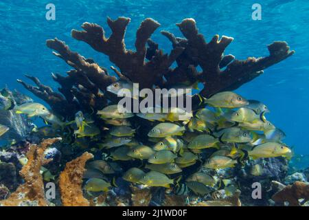 Le vivaneau de maître d'école (Lutjanus apodus) et le coulis de Bluestriped (Haemulon sciurus) à la recherche d'une protection à Elkhorn Coral (Acropora palmata), Jardines de la Banque D'Images