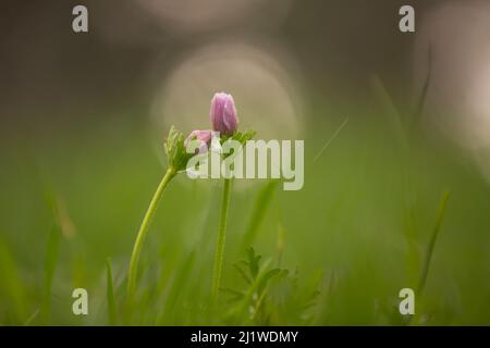 Accent sélectif sur un coronaria rose rare d'Anemone (Poppy Anemone). Photographié en Israël au printemps de janvier. Cette fleur sauvage peut apparaître dans plusieurs colo Banque D'Images