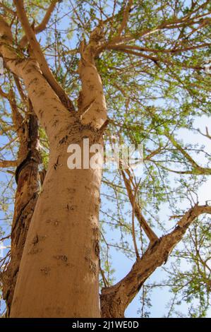 Gros plan d'un acacia photographié à Wadi Peres, Un lit de rivière saisonnier dans le désert du Negev du nord-est, à la frontière sud du Judée Banque D'Images