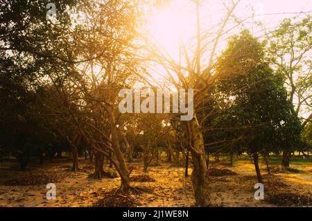 Arbres forestiers boisés rétroéclairés par la lumière du soleil dorée avant le coucher du soleil avec des rayons du soleil qui traversent les arbres sur le fond de la forêt pour éclairer les branches des arbres. Banque D'Images