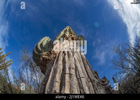 vue sur les cactus de la grande californie du fond au ciel Banque D'Images