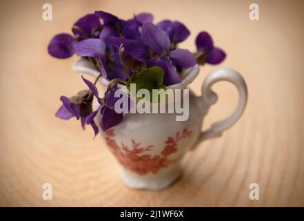 Mini bouquet de Viola odorata (violet doux) dans un mini vase isolé sur fond de bois Banque D'Images