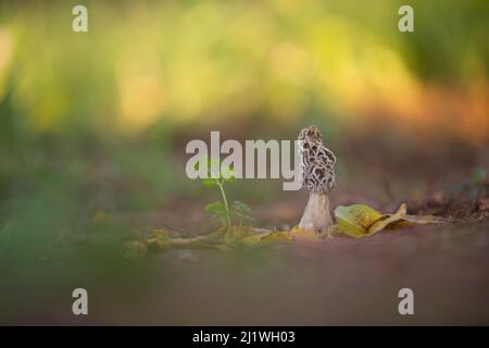 Morilles (Morchella conica) croissant dans le sol. Ces champignons sont les organes de fructification de ce champignon et peut atteindre plusieurs centimètres de hauteur. Banque D'Images