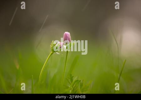 Accent sélectif sur un coronaria rose rare d'Anemone (Poppy Anemone). Photographié en Israël au printemps de janvier. Cette fleur sauvage peut apparaître dans plusieurs colo Banque D'Images