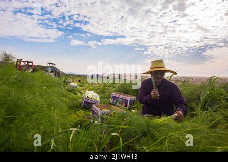 Les œuvres thaïlandaises de migrants choisissent kohlrabi dans un champ sur un Kibbutz photographié en israël Banque D'Images