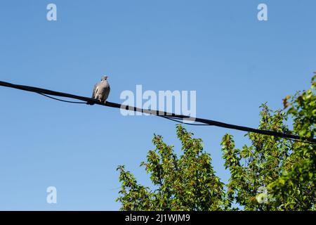 Colombe sur un fil au-dessus des arbres. Banque D'Images