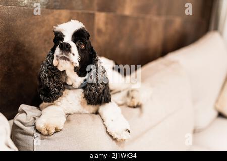 animal de compagnie de chiot à l'intérieur de la maison allongé sur le canapé. Noir et blanc Cocker spaniel américain Banque D'Images