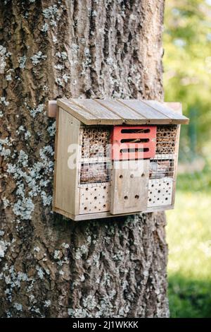 L'hôtel d'insectes sur le grand tronc d'arbre - hôtel d'insectes ou maison d'insectes, est une structure faite par l'homme créée pour fournir un abri pour les insectes Banque D'Images