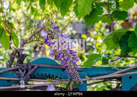 Wisteria fleurs lumineuses au printemps, arrière-plan. Banque D'Images