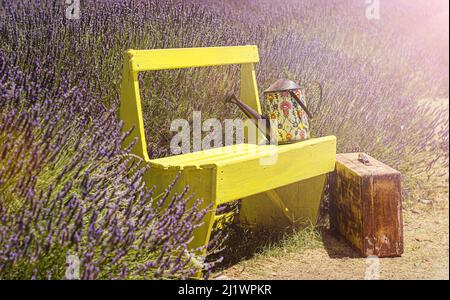 Beauté lavande fleurs dans le jardin. Banc, Suintcase et arrosoir Banque D'Images