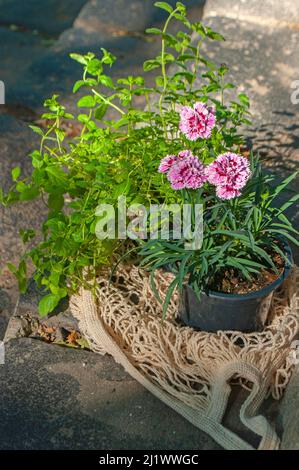 Sac de shopping en tissu plein de plantes d'origine dans un beau jardin vert par une journée ensoleillée. Banque D'Images