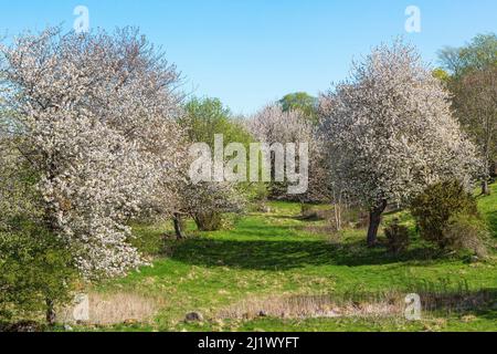 Cerisiers en pleine fleur dans la vallée Banque D'Images