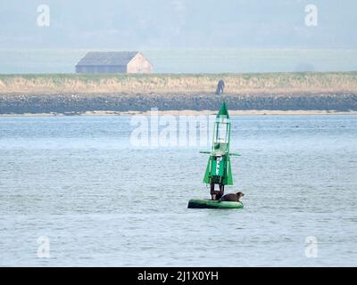 Sittingbourne, Kent, Royaume-Uni. 28th mars 2022. Météo au Royaume-Uni: Un sceau a été vu pour profiter du soleil sur une bouée de navigation sur la voie navigable de Swale dans des conditions ensoleillées mais brumeuses ce matin. Le sceau perché sur la bouée de navigation à tribord 'Elmley' marquant un canal d'eau profonde pour les bateaux. Photo de Elmley Ferry, Sittingbourne. Crédit : James Bell/Alay Live News Banque D'Images