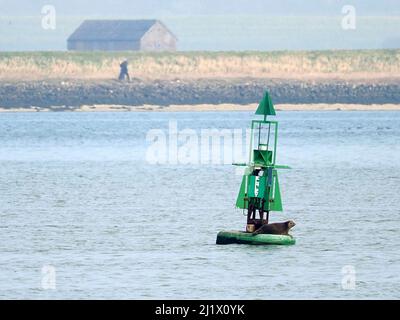 Sittingbourne, Kent, Royaume-Uni. 28th mars 2022. Météo au Royaume-Uni: Un sceau a été vu pour profiter du soleil sur une bouée de navigation sur la voie navigable de Swale dans des conditions ensoleillées mais brumeuses ce matin. Le sceau perché sur la bouée de navigation à tribord 'Elmley' marquant un canal d'eau profonde pour les bateaux. Photo de Elmley Ferry, Sittingbourne. Crédit : James Bell/Alay Live News Banque D'Images