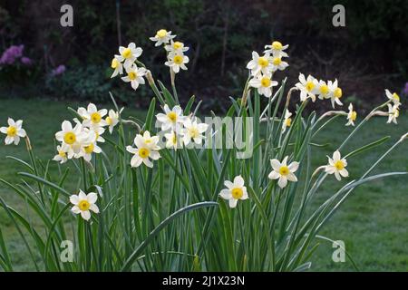 Daffodil (Narcissus) tazetta Minnow Banque D'Images