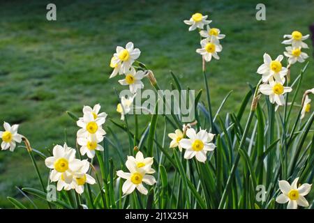 Daffodil (Narcissus) tazetta Minnow Banque D'Images