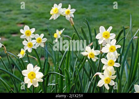 Daffodil (Narcissus) tazetta Minnow Banque D'Images