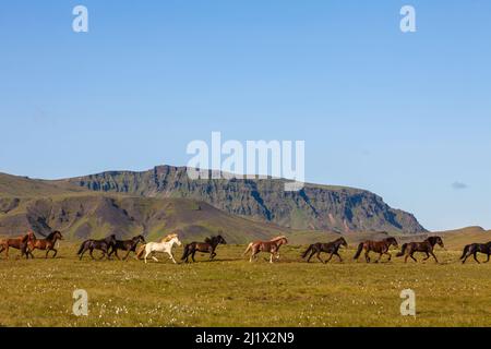 Des chevaux islandais qui traversent un champ en Islande avec des montagnes en arrière-plan Banque D'Images