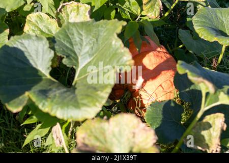 Citrouille d'orange biologique cultivée à la maison sur le potager en automne Banque D'Images