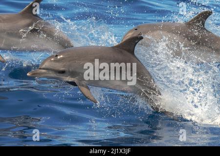 Dauphin à pois de l'Atlantique (Stenella frontalis), porpoising juvénile, avec gousse, Ténérife, îles Canaries. Banque D'Images