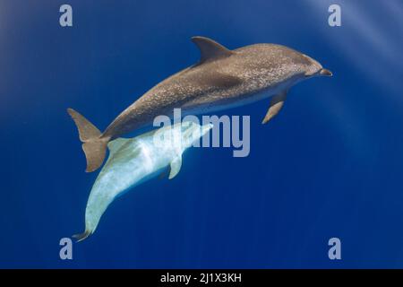 Dauphin tacheté de l'Atlantique (Stenella frontalis) adulte et juvénile près de la surface. Ténérife, îles Canaries. Banque D'Images