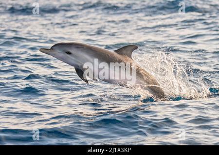 Dauphin à pois de l'Atlantique (Stenella frontalis), porpoising juvénile, Ténérife, îles Canaries. Banque D'Images