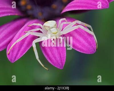 Araignée de crabe (Misumena vatia) assise sur une fleur de jardin, Hertfordshire, Angleterre, Royaume-Uni, avril - Focus empilé Banque D'Images