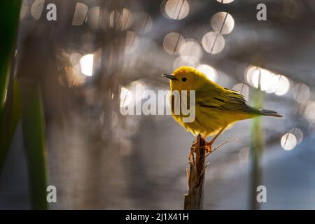 Paruline jaune (Setophaga petechia, anciennement Dendroica petéchia), mâle dans le plumage reproductif, Ithaca, New York, Etats-Unis. Mai 2020. Banque D'Images