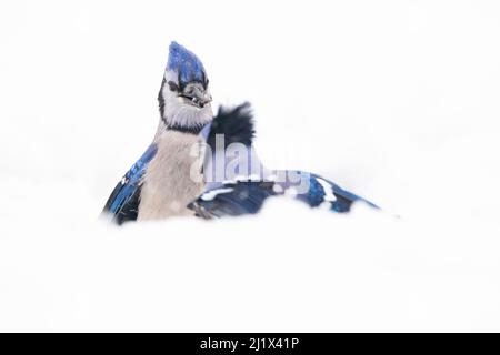 Confrontation des Jays bleus (Cyanocitta cristata) dans la neige, avril 2020. Etat de New York, Etats-Unis. Banque D'Images