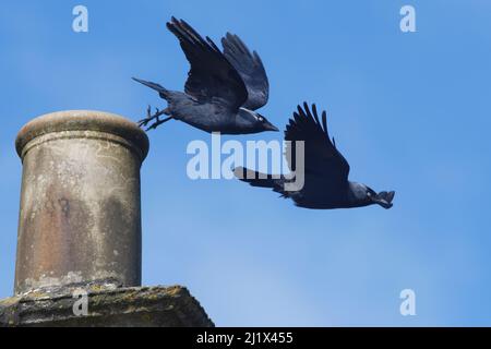 Jackdaw (Corvus monedula) paire en train de sortir d'un pot de cheminée dans laquelle ils nichent, Wiltshire, Royaume-Uni, mars. Banque D'Images
