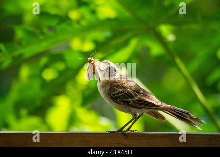 Galapagos mockingbird (Mimus parvulus) attrapant des colporteurs dans le jardin du photographe Tui de Roy, île de Santa Cruz, îles Galapagos Banque D'Images