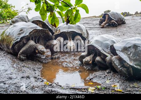 Groupe de tortue géante de loup (Chelonoidis becki) buvant de petits flaques formés par un bruine fin. Wolf Volcano, Isabela Island, Galapagos Banque D'Images