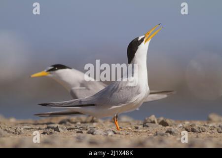 Comportement de la cour des sternes de Californie (Sternula antillarum browni), réserve écologique Bolsa Chica, Californie, États-Unis juin. Banque D'Images