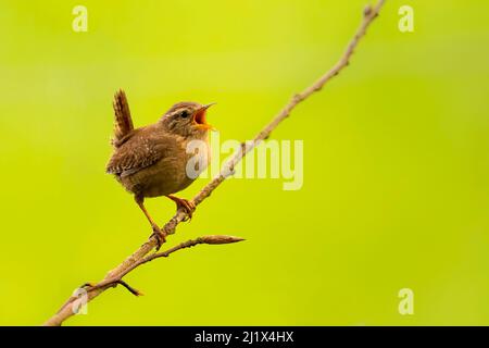 Chant de Wren (troglodytes troglodytes), tôt le matin au printemps, Broxwater, Cornwall, Royaume-Uni. Avril. Banque D'Images