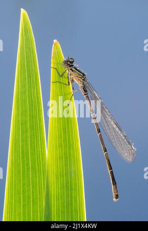 Mouche à damsélome bleu commune (Enallagma cyathigerum), insecte immature/nouvellement apparu reposant sur des roseaux rétroéclairés au bord de l'eau, Broxwater, Cornwall, Royaume-Uni. AP Banque D'Images