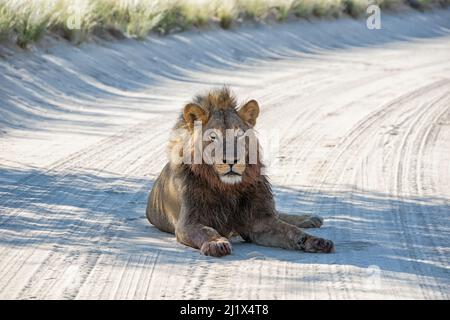 Un lion Kalahari à l'état de manne noire reposant sur une piste de terre après avoir feeeeeeeeeding. Banque D'Images