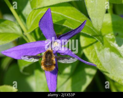 Mouche d'abeille commune (Bombylius Major) qui s'engouche sur une plus grande fleur périwinkle (Vinca Major), jardin du Wiltshire, Royaume-Uni, avril. Banque D'Images