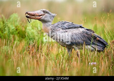 Cigogne de Shoebill (Balaeniceps rex) manger un poisson dans les marais de Mabamba, lac Victoria, Ouganda. Banque D'Images