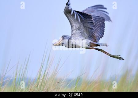 Vol de cigognes de Shoebill (Balaeniceps rex) dans les marécages de Mabamba, lac Victoria, Ouganda. Banque D'Images