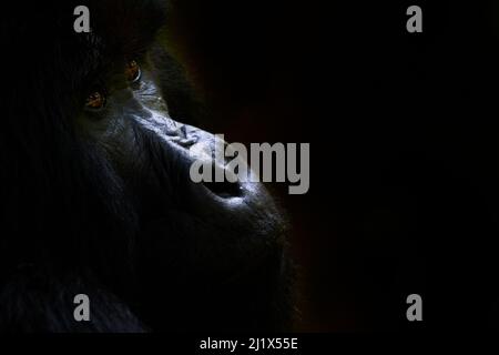 Gorille de montagne (Gorilla beringei beringei) mâle à dos argenté, portrait, membre du groupe Nyakagezi, Parc national de Mgahinga, Ouganda. Banque D'Images