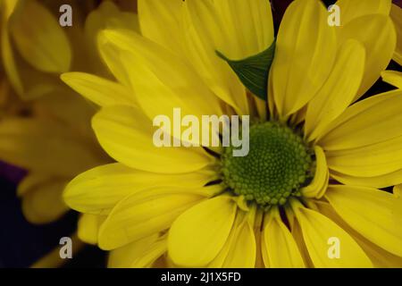 Une plante jaune vif pointe vers le haut Banque D'Images