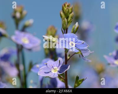 Germander speedwell (Veronica chamaedrys) touffe floraison dans une prairie prairie de craie, Wiltshire, Royaume-Uni, mai. Banque D'Images