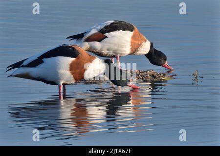 Paire de canards de surface commune (Tadorna tadorna) debout et buvant en bordure d'un lac peu profond, Gloucestershire, Royaume-Uni, novembre. Banque D'Images