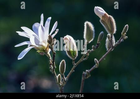 Fleur de Magnolia stellata. Fleur blanche étoile magnolia fleur sur le magnolia. Arbre fleuri dans le jardin, gros plan. Banque D'Images