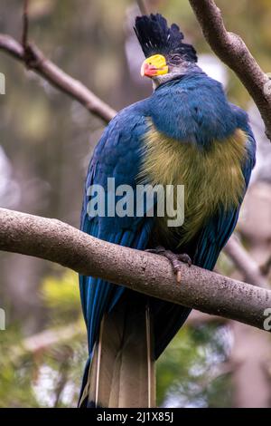 Un grand Blue Turaco Corythaeola cristata au San Diego Safari Animal Park, Encinitas Banque D'Images