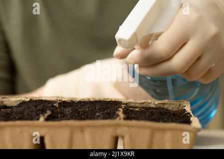 Un agriculteur plante des graines de légumes dans des pots de tourbe et vaporise le sol dans les pots avec de l'eau à l'aide d'un pistolet à pulvérisation. Culture des légumes, agriculture Banque D'Images