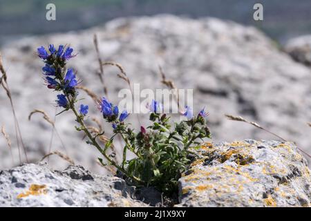 Le bugloss de Viper Echium vulgare grandit sur le Grand Ormes tête nord du pays de Galles du Royaume-Uni Banque D'Images