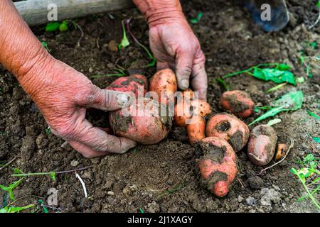 Grand-mère cueillant des pommes de terre du jardin Banque D'Images