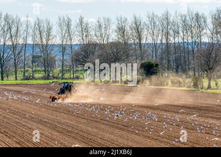 Goélands suivant un tracteur travaillant dans une ferme de Norfolk. Banque D'Images