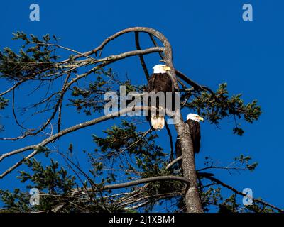 2 aigles à tête blanche assis dans un arbre au parc provincial Helliwell Banque D'Images